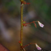 Aeschynomene americana L.